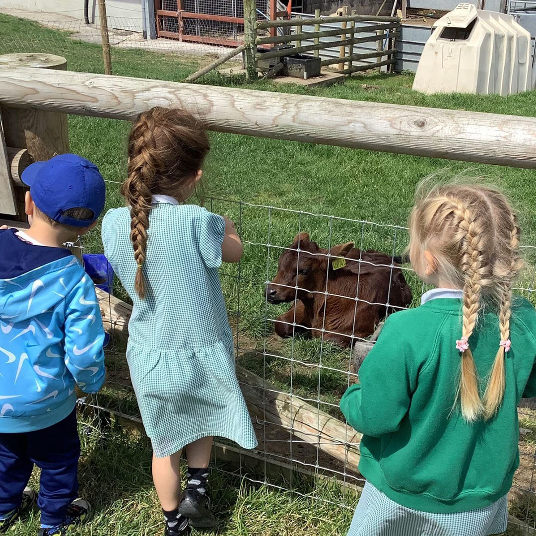 Three young children stand at a wooden fence looking into a grassy paddock where a small brown calf is lying down. The children, two girls in green school uniforms with braided hair and a boy in a blue jacket and cap, lean close to the wire fence, watching the calf. The calf has a yellow ear tag and rests calmly on the grass. Farm buildings and fencing are visible in the background.