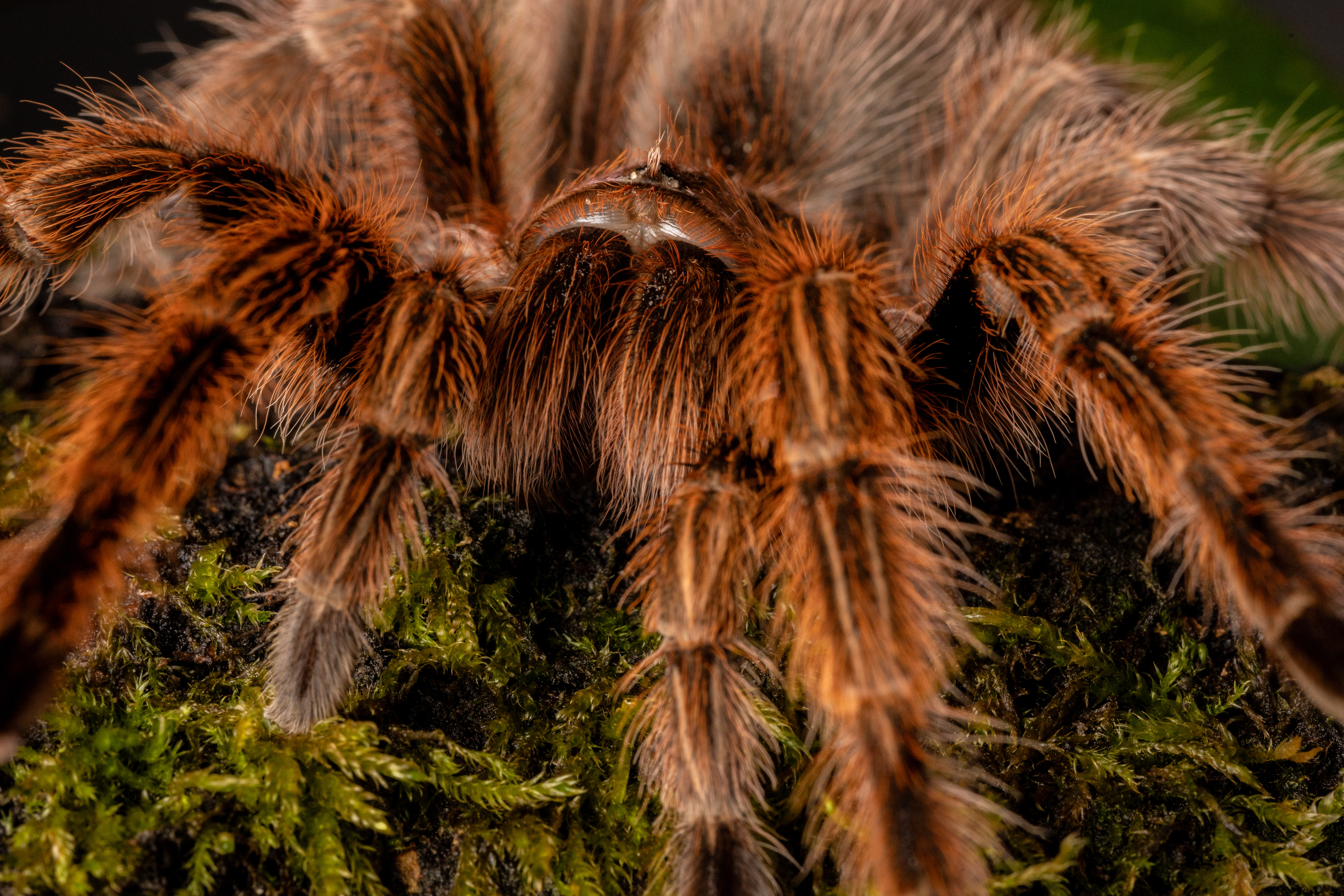 Close-up of a tarantula with long, orange-brown and black hairy legs, resting on a moss-covered surface. The fine details of its bristly hairs and segmented legs are clearly visible.