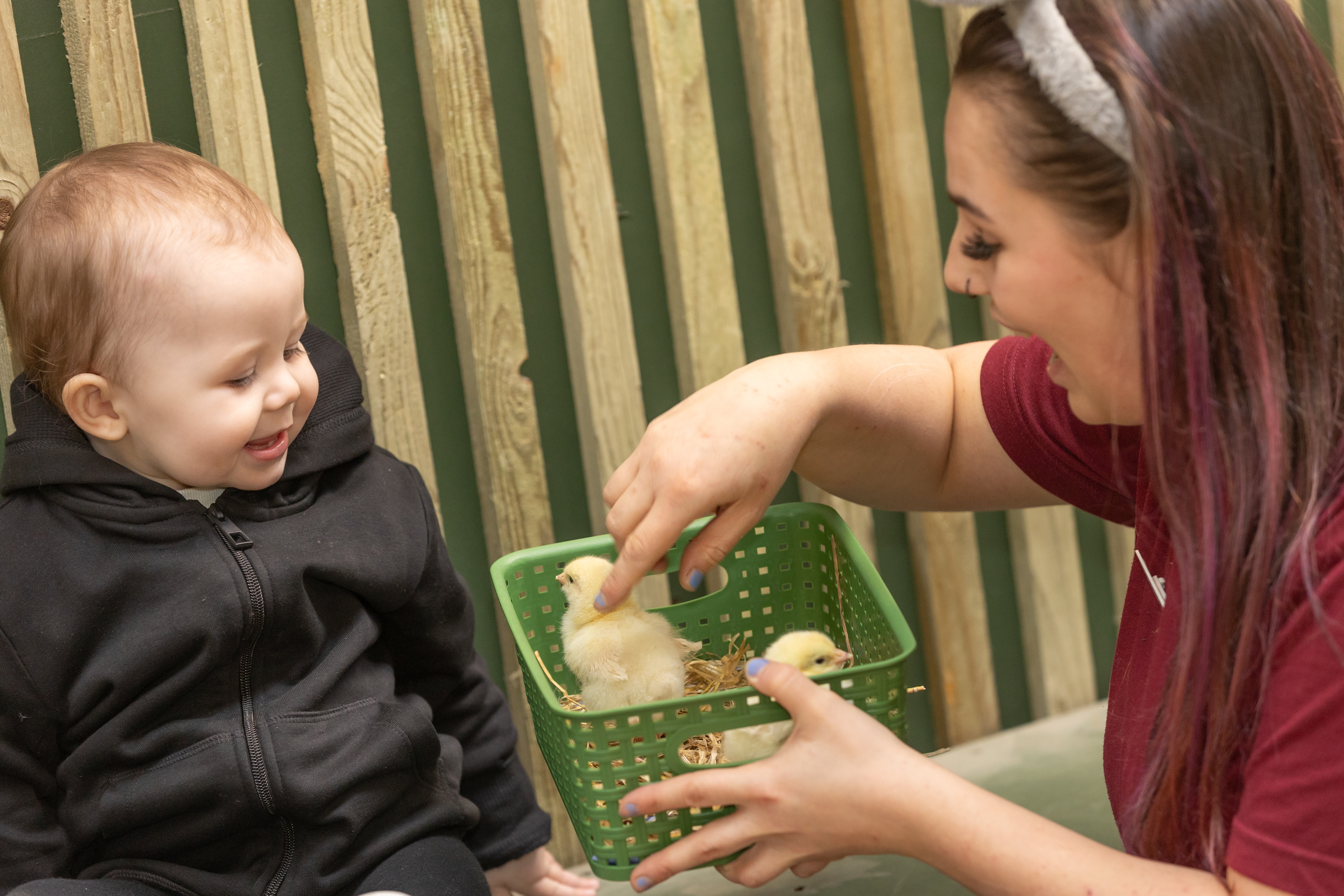 A young child in a black hoodie smiles with delight while looking at two fluffy yellow chicks inside a green basket. A staff member, wearing a red shirt and animal ear headband, gently points to the chicks, encouraging the child’s interaction in a safe and supportive way. The setting has wooden fencing in the background, creating a calm, welcoming farm environment