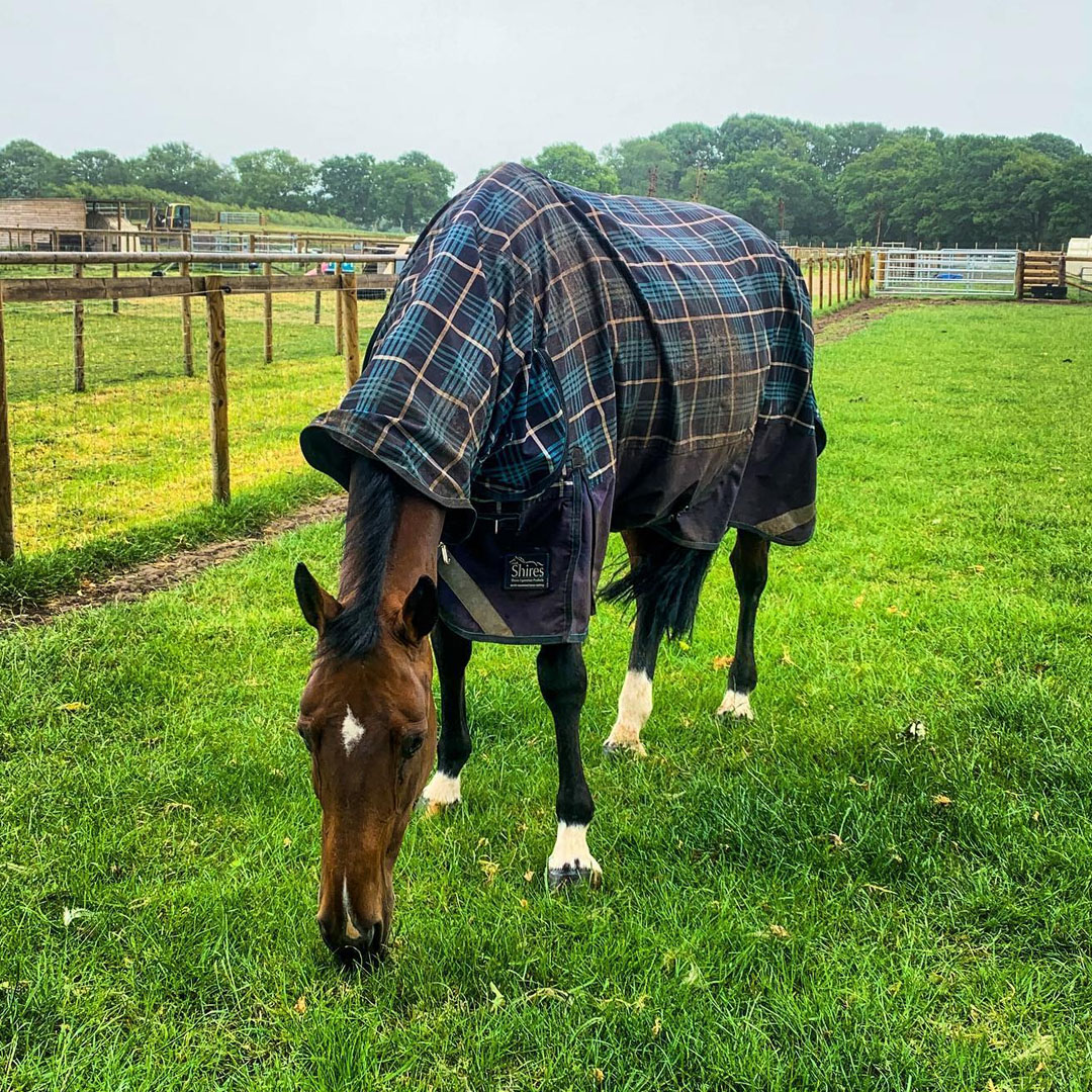 Horses