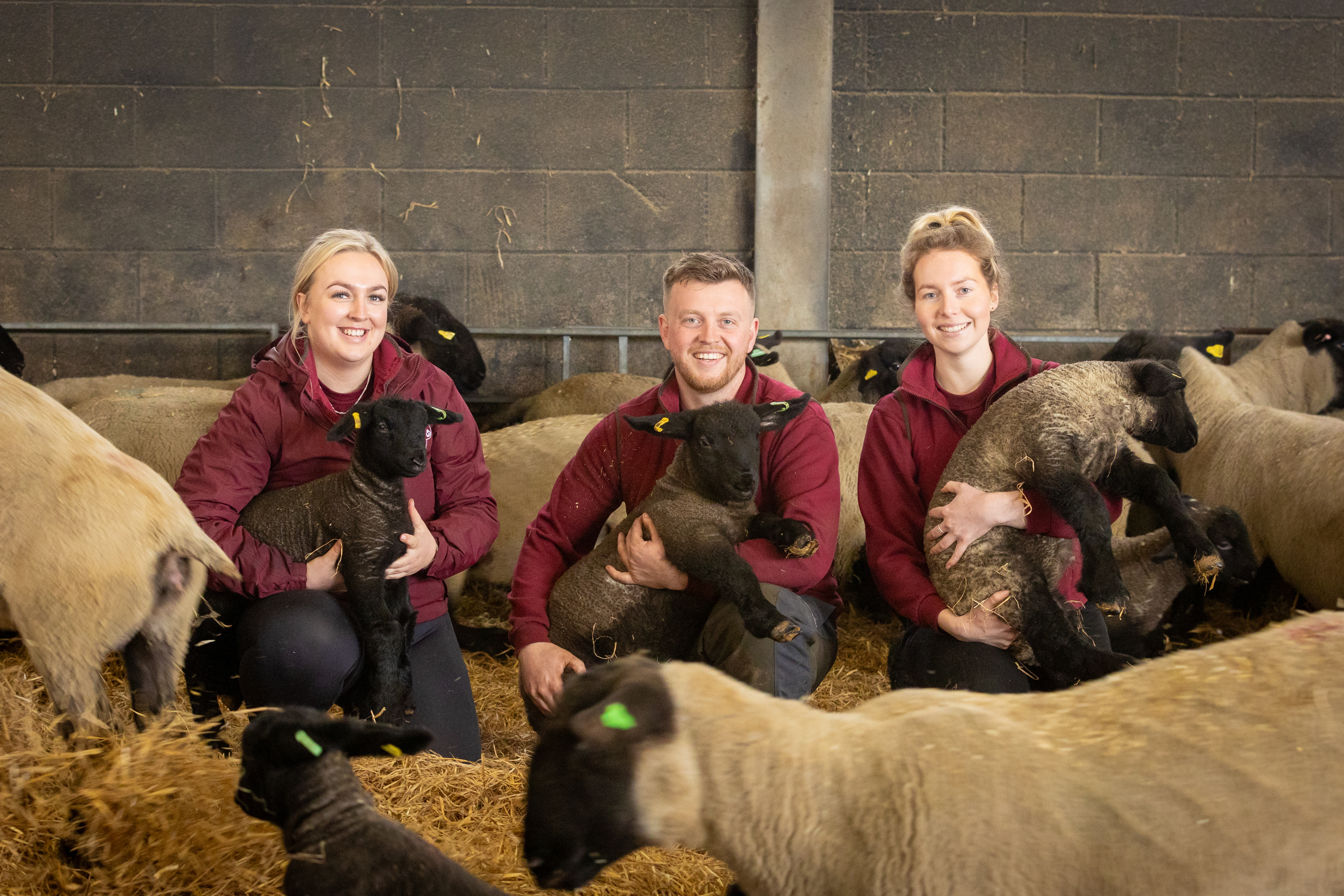 Three smiling farm staff, two women and one man, sit on straw inside a barn surrounded by sheep. Each person is wearing a burgundy jacket and holding a young black-faced lamb in their arms. More sheep and lambs are visible in the background, with ear tags marking them for identification. The atmosphere is warm and friendly, showing hands-on care for the animals.