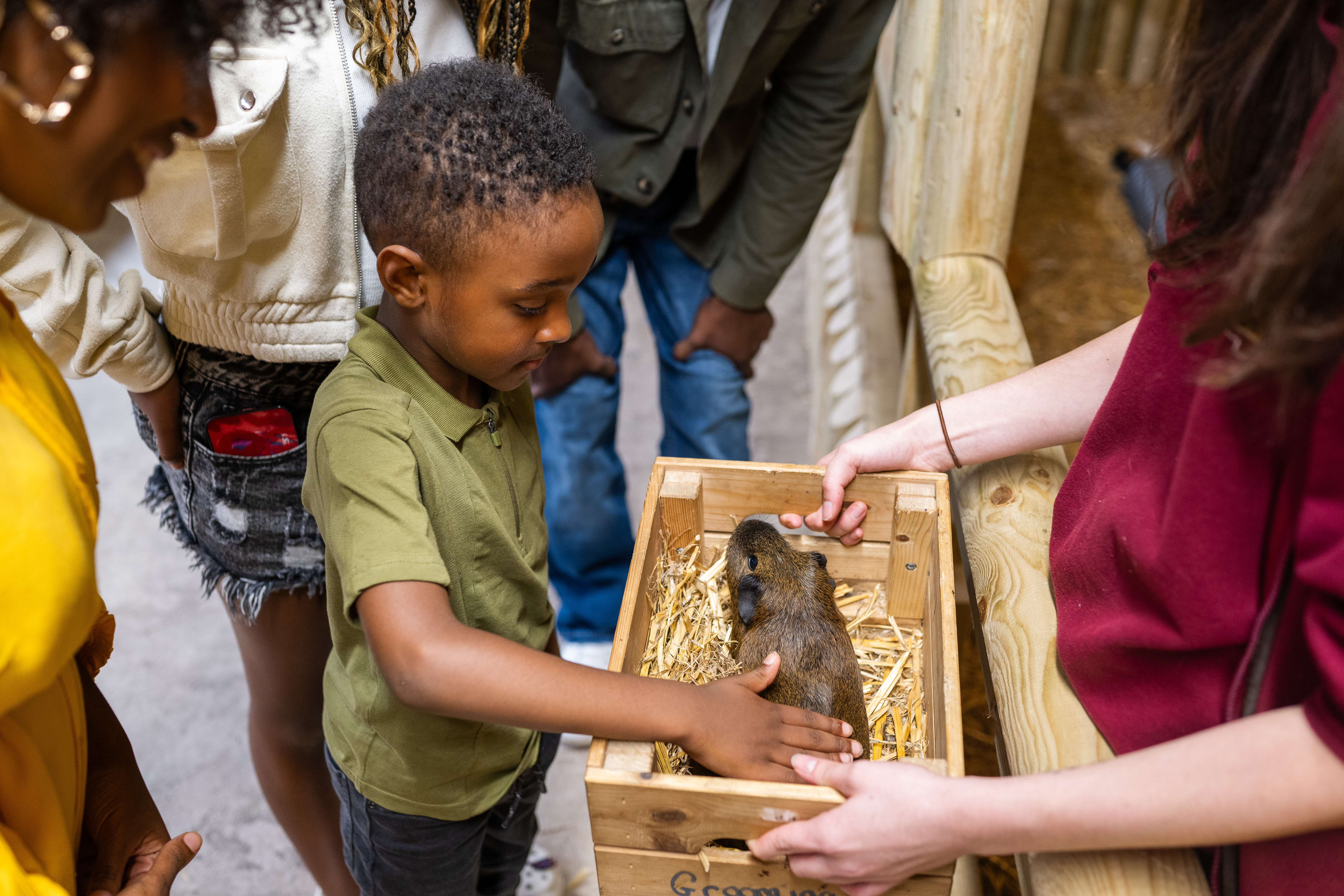 "A young boy gently strokes a guinea pig inside a wooden crate filled with straw, held by a staff member. Family members stand close by, smiling and watching the interaction. The setting is a wooden animal enclosure with smooth, step-free flooring, designed to be accessible for visitors of all abilities.
