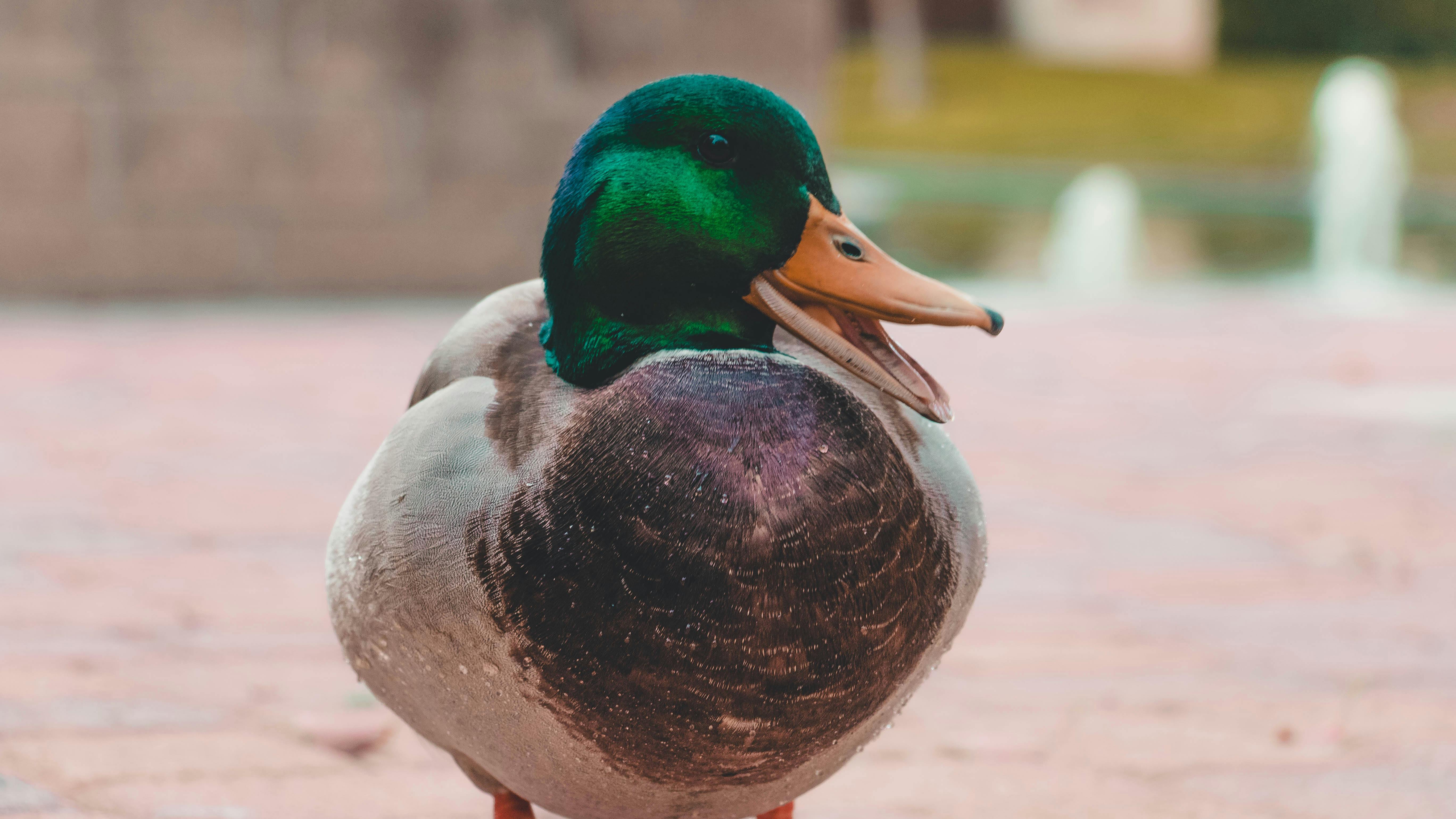 Ducks