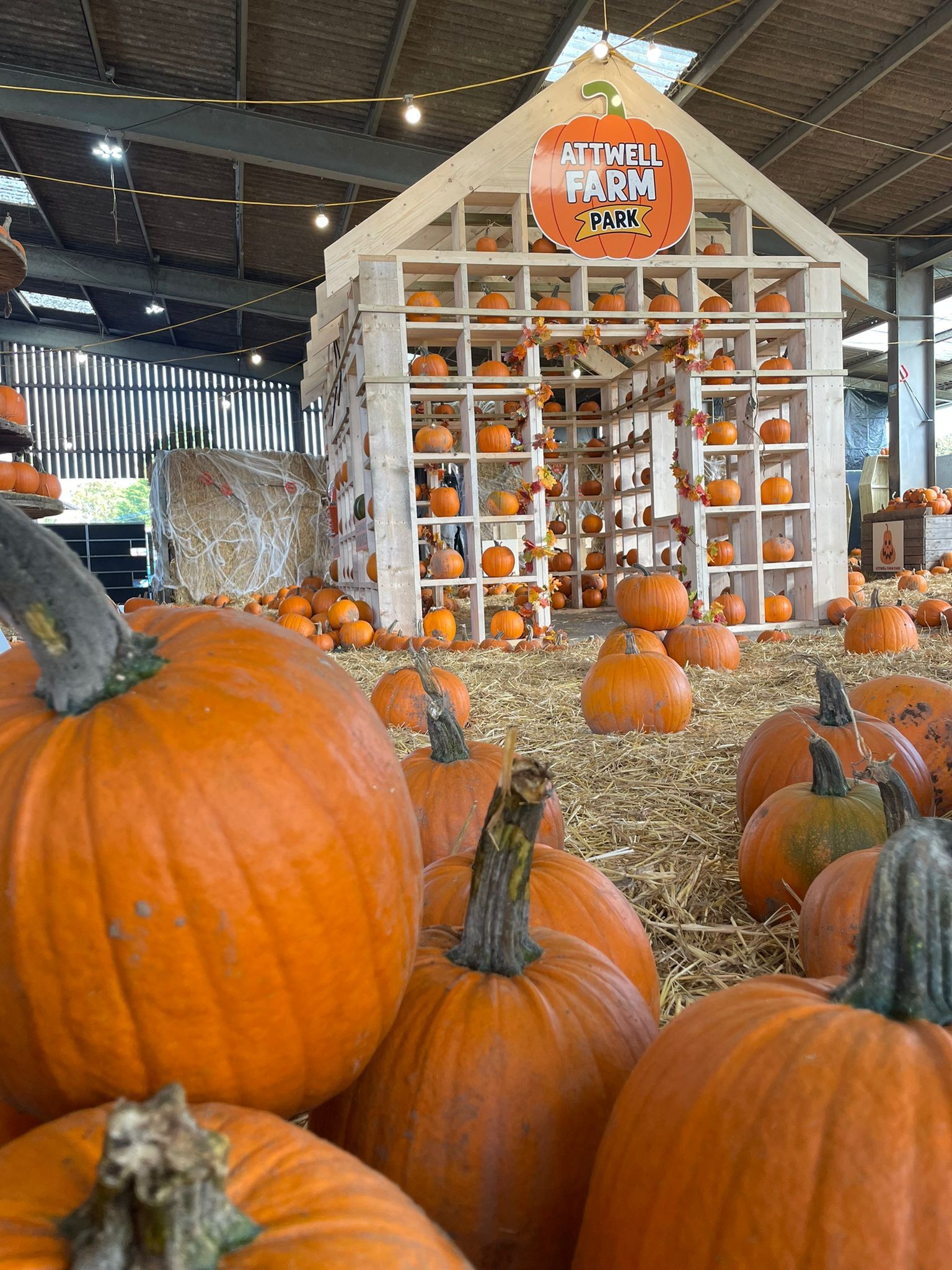 Pumpkin picking display at Attwell Farm Park, with pumpkins covering the ground and a tall wooden Pumpkin House filled with more pumpkins.