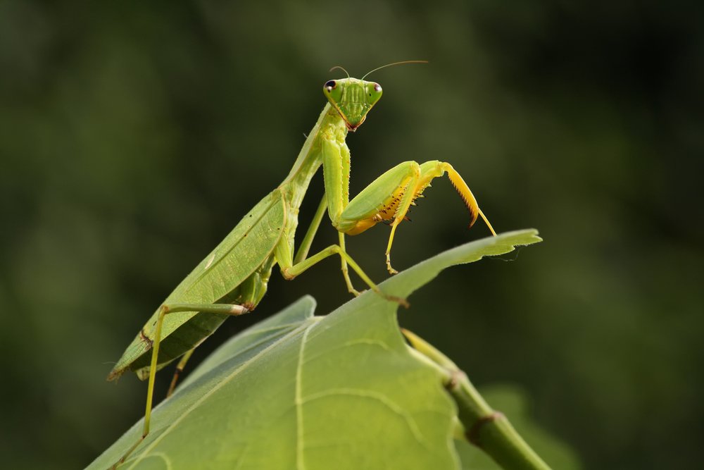 Dead Leaf Praying Mantis