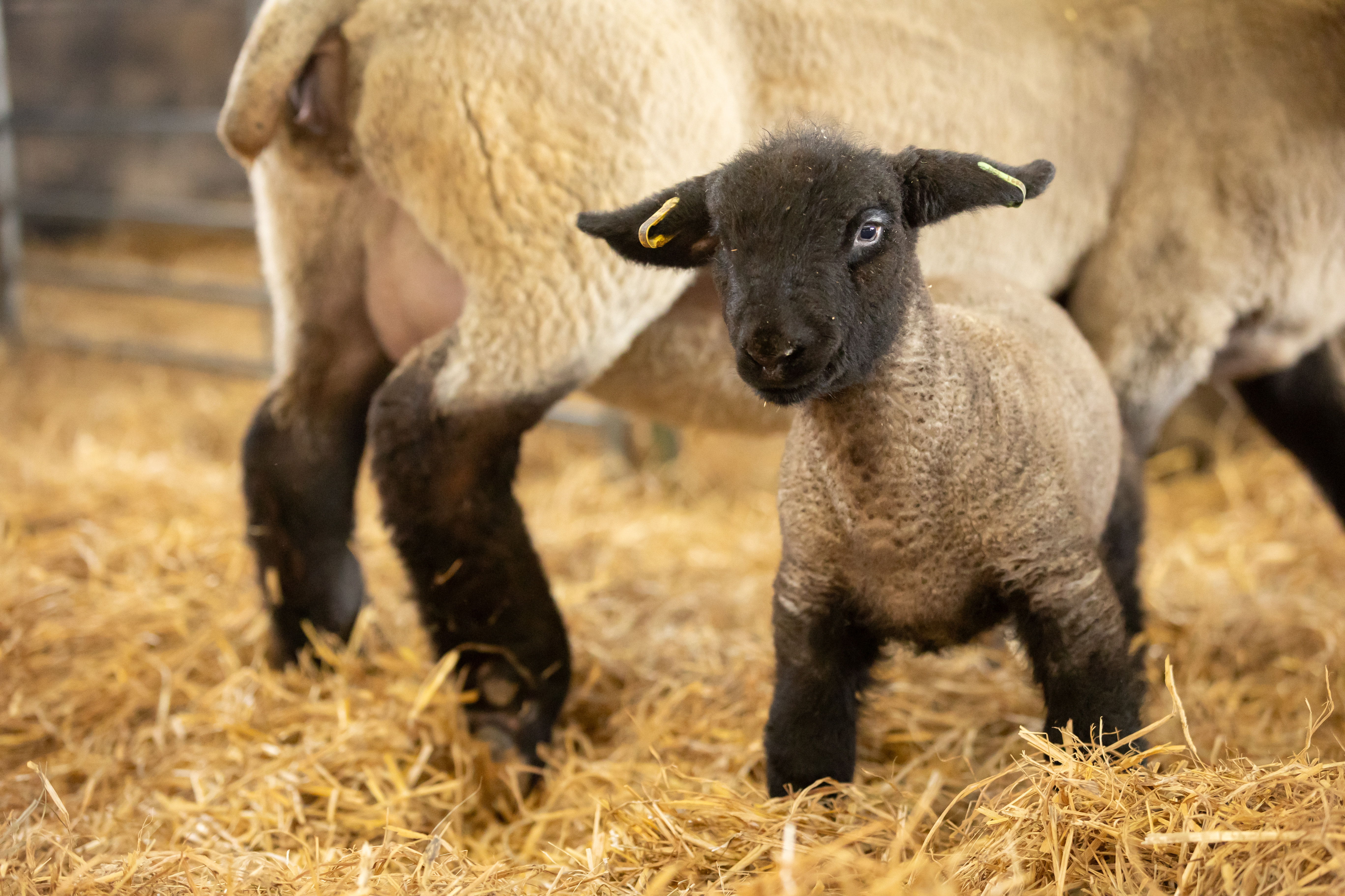 A young Suffolk lamb with a dark face and ears stands on golden straw beside its mother inside a barn. The lamb looks directly toward the camera, appearing alert and curious, while its mother is partly visible in the background.